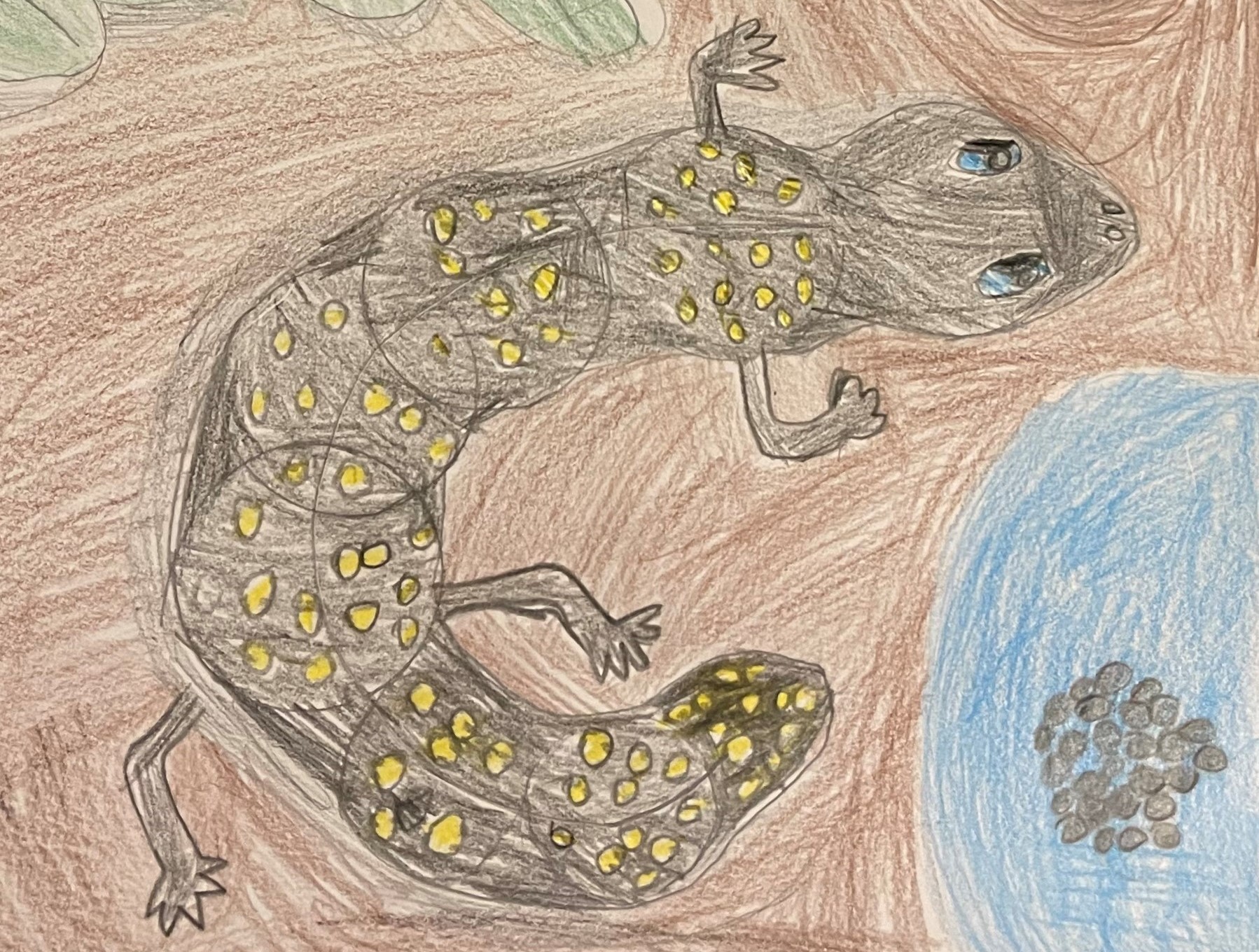 a child's drawing of a lizard from the nature drawing event hosted by the empowerment factory